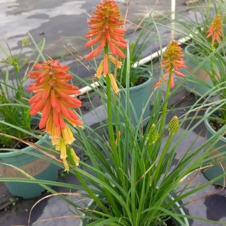 火炬花 (10).jpg