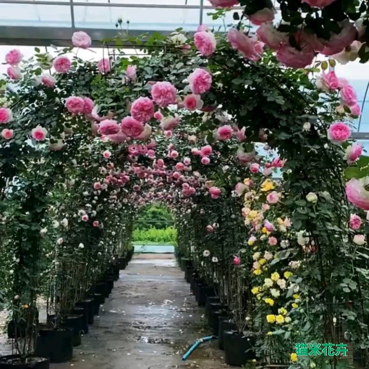 造型月季拱门月季 (10).jpg