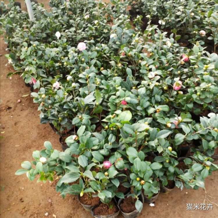 807e28a25fe442338fea647c5b8954e3.jpg