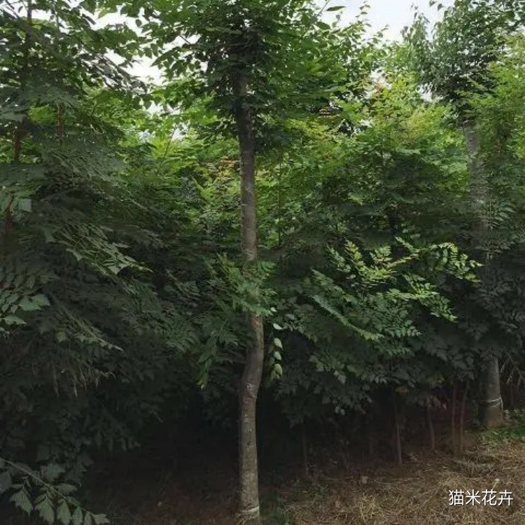 u=3609437270,1605807928&fm=253&fmt=auto&app=138&f=JPEG.jpg