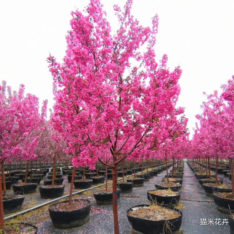 微信图片_201904130949401.jpg