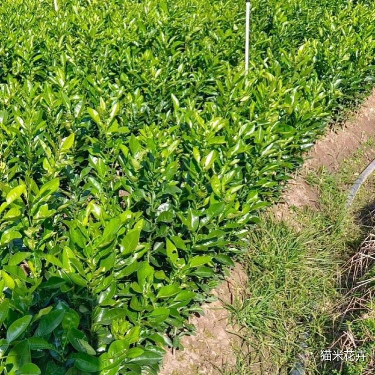 柚子树 (5).jpg