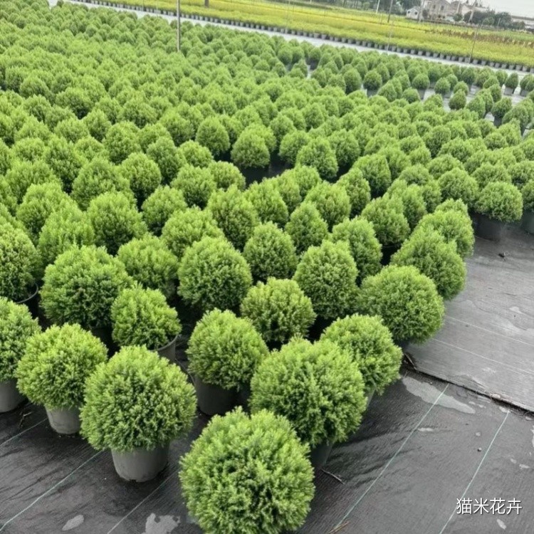 皮球柏 (15).jpg