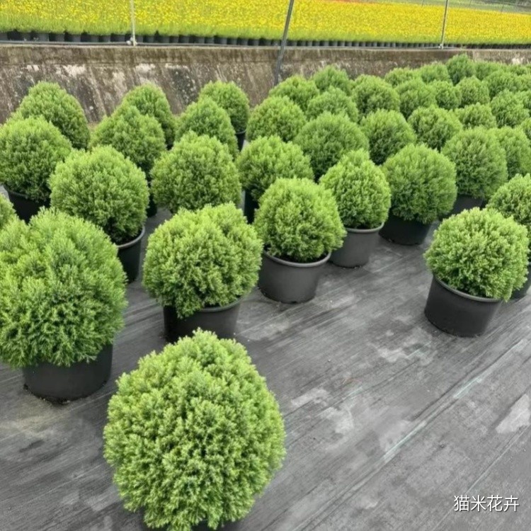 皮球柏 (19).jpg