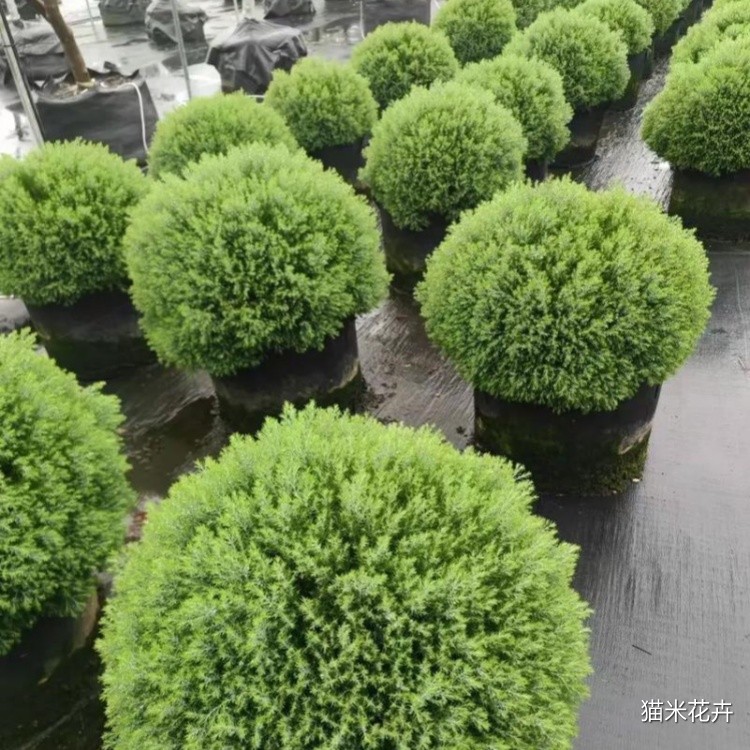 皮球柏 (20).jpg