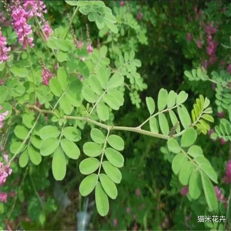 u=3127421592,2275234842&fm=253&fmt=auto&app=138&f=JPEG.jpg