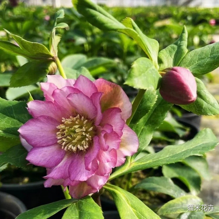 铁筷子花 (3).jpg