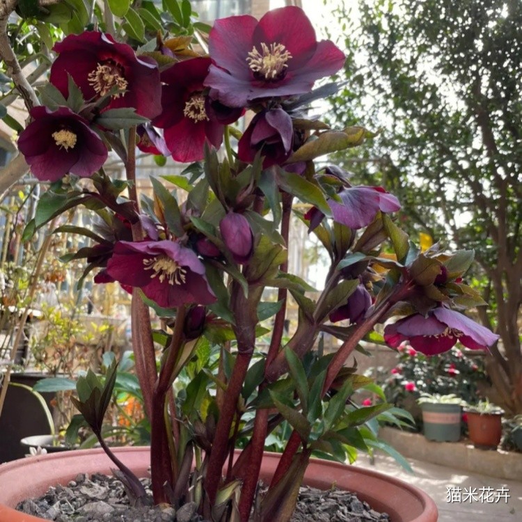 铁筷子花 (4).jpg