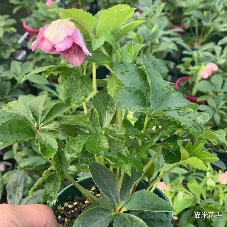铁筷子花 (2).jpg