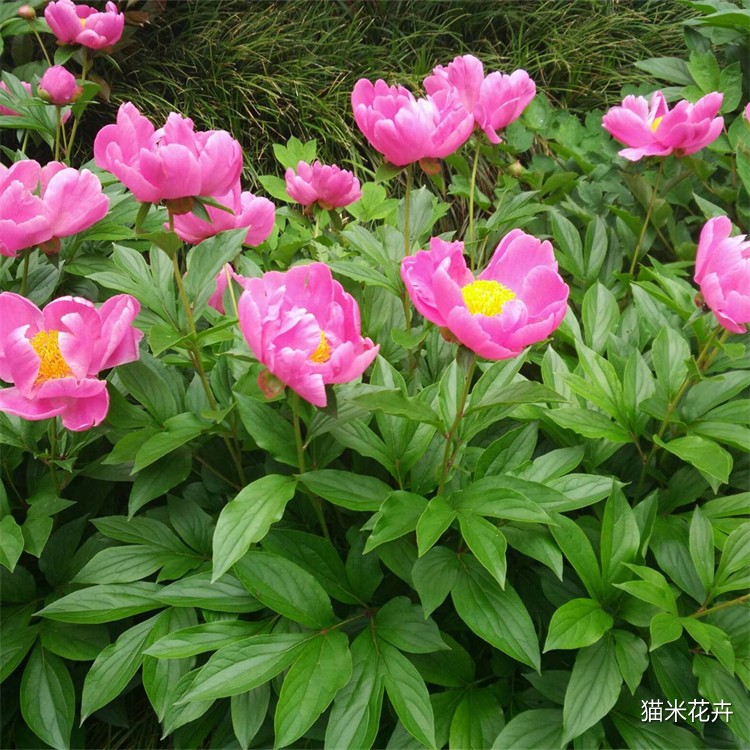 芍药 (4).jpg