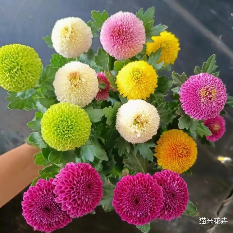 u=379956070,3228583979&fm=253&app=138&f=JPEG.jpg