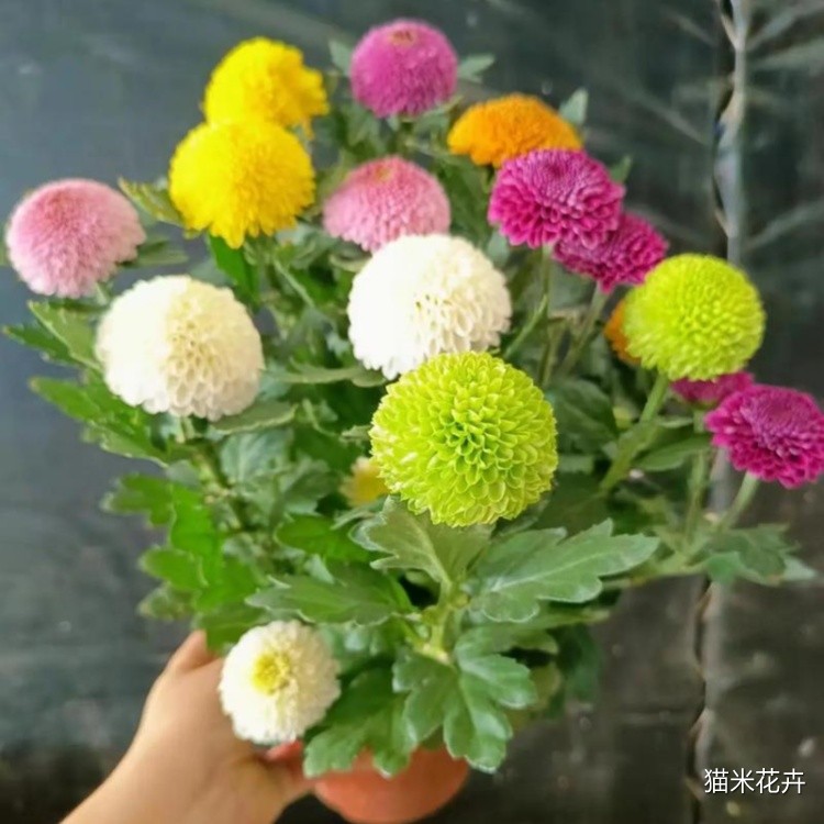 u=1870946078,1986021279&fm=253&app=138&f=JPEG.jpg