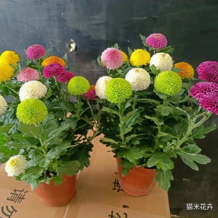 u=2316634355,1284486020&fm=253&app=138&f=JPEG.jpg