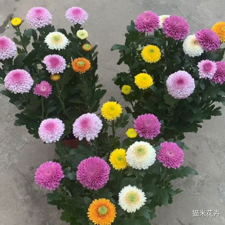 微信图片_20240308162854.jpg