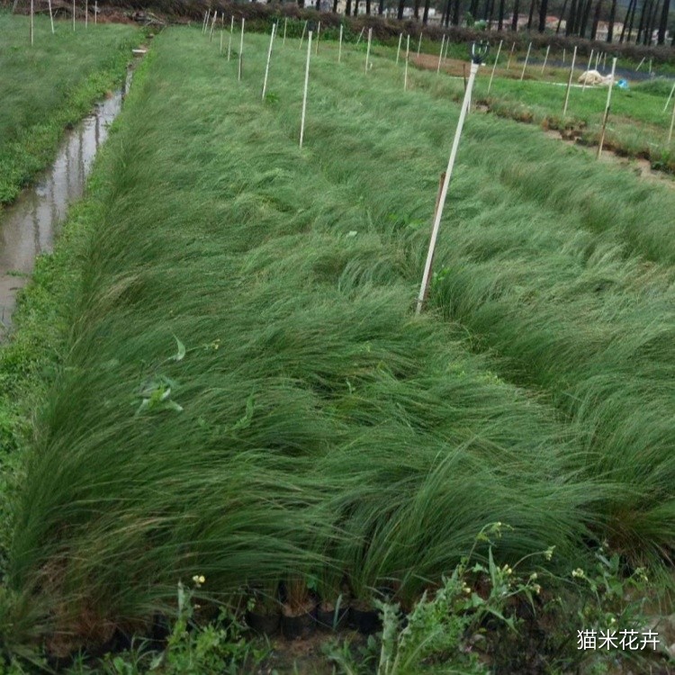 鼠茅草 (3).jpg