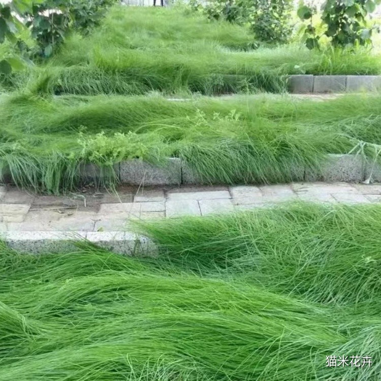 鼠茅草 (15).jpg