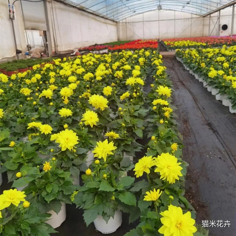 大丽花 (6).jpg