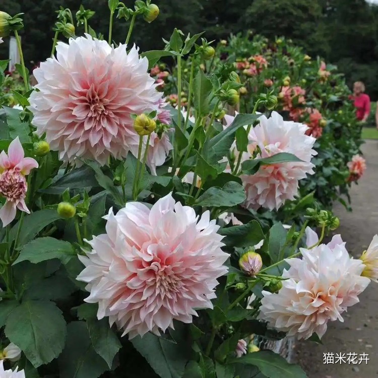 大丽花 (9).jpg