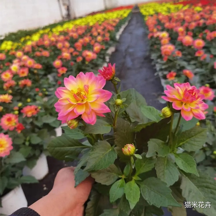 大丽花 (2).jpg