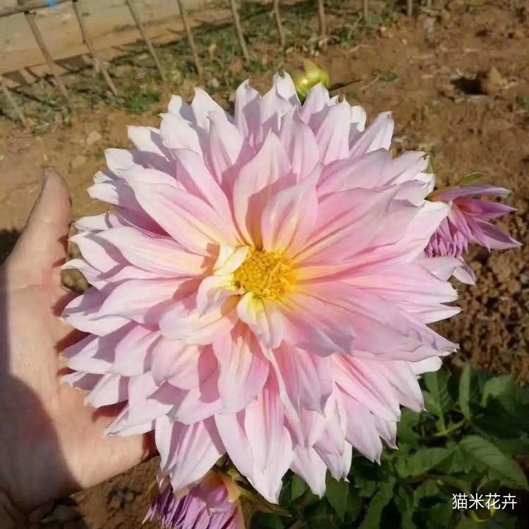 大丽花 (8).jpg