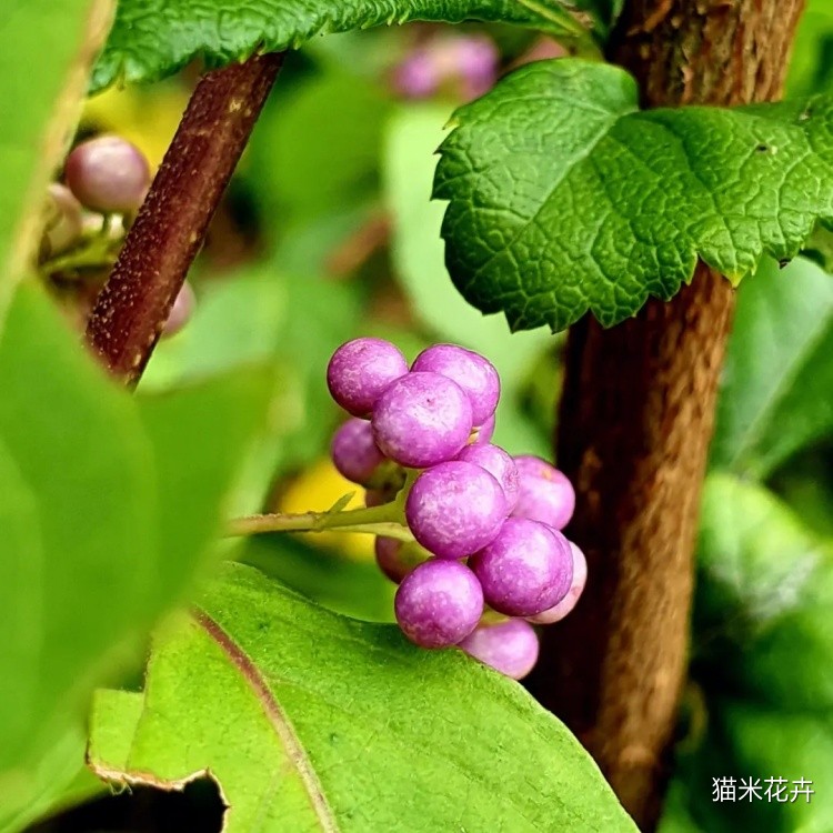 紫珠花 (6).jpg