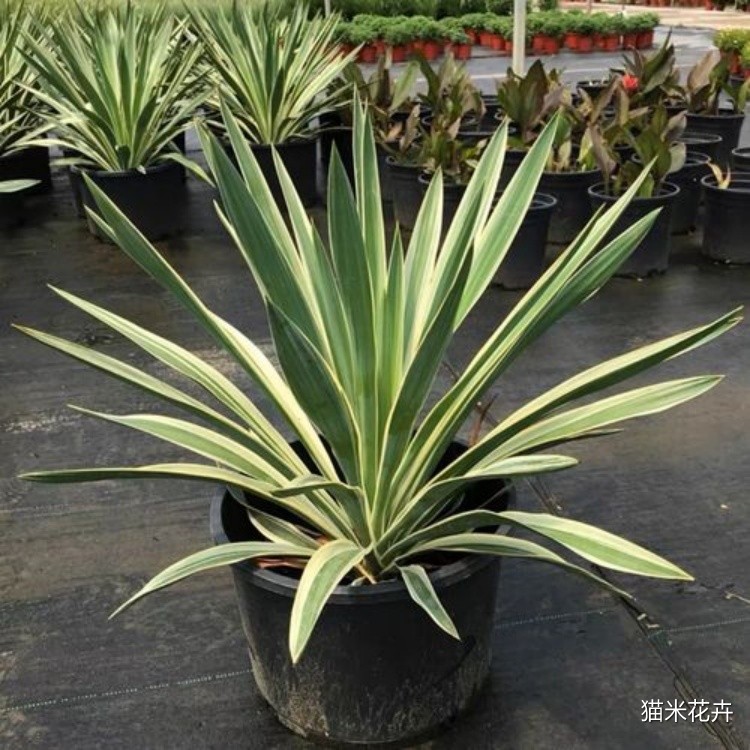 金边丝兰 (4).jpg