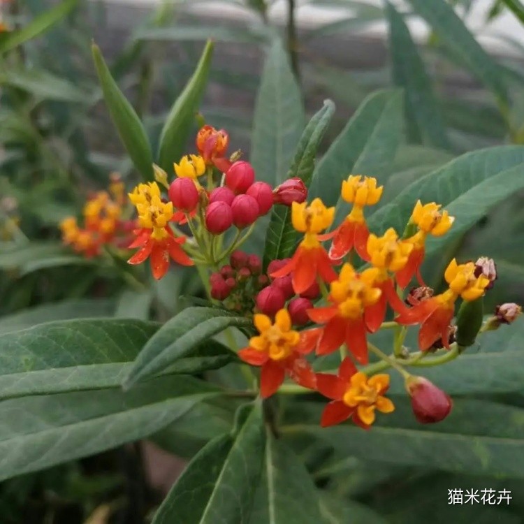 马利筋 (1).jpg