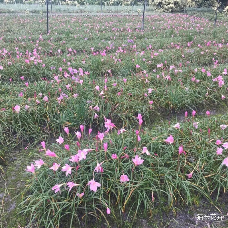 src=http___itaomiao-img.aitaomiao.com_img_nursery_2019_05_09_08_1557362428474LXQ8.png&refer=http___itaomiao-img.aitaomiao.webp.jpg