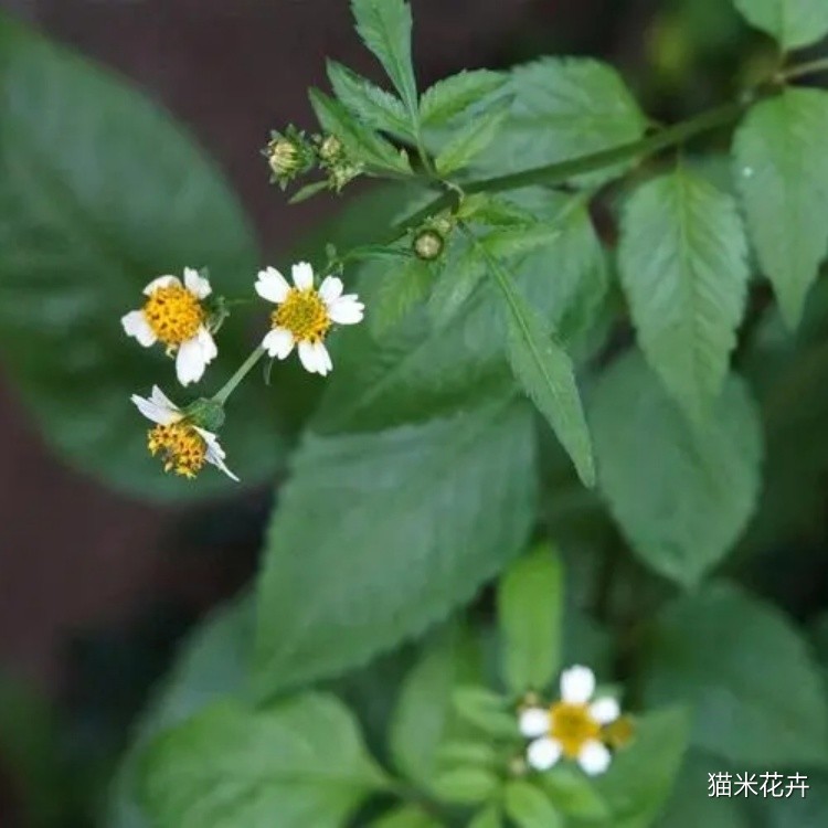 鬼针草 (7).jpg