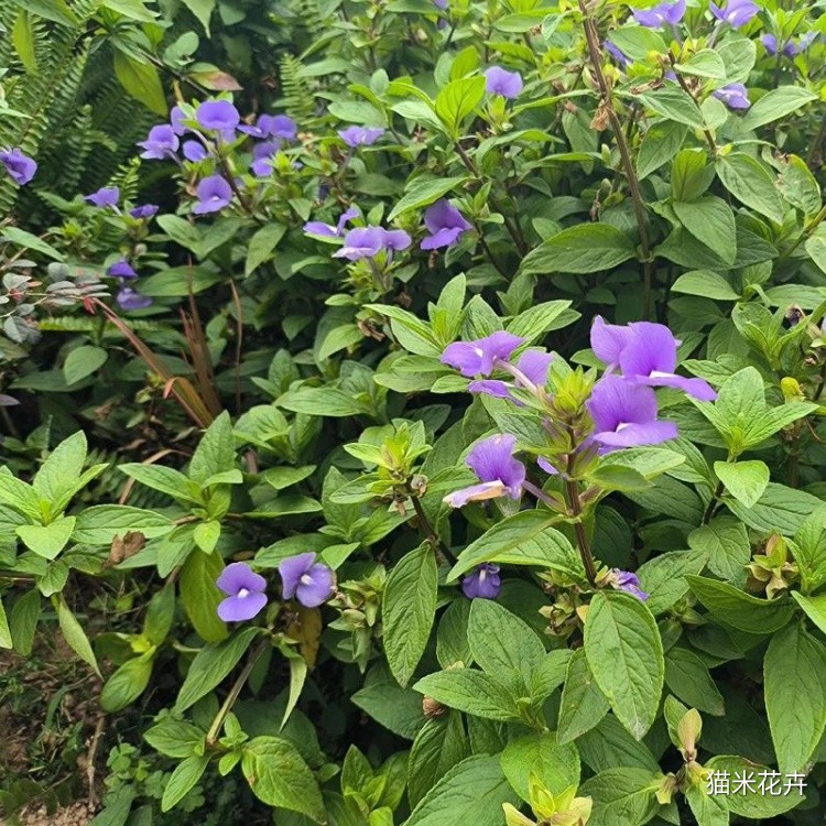 蓝金花 (7).jpg