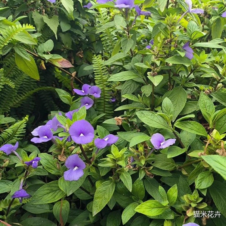 蓝金花 (3).jpg
