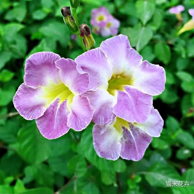 宽叶花叶十万错花 (5).jpg