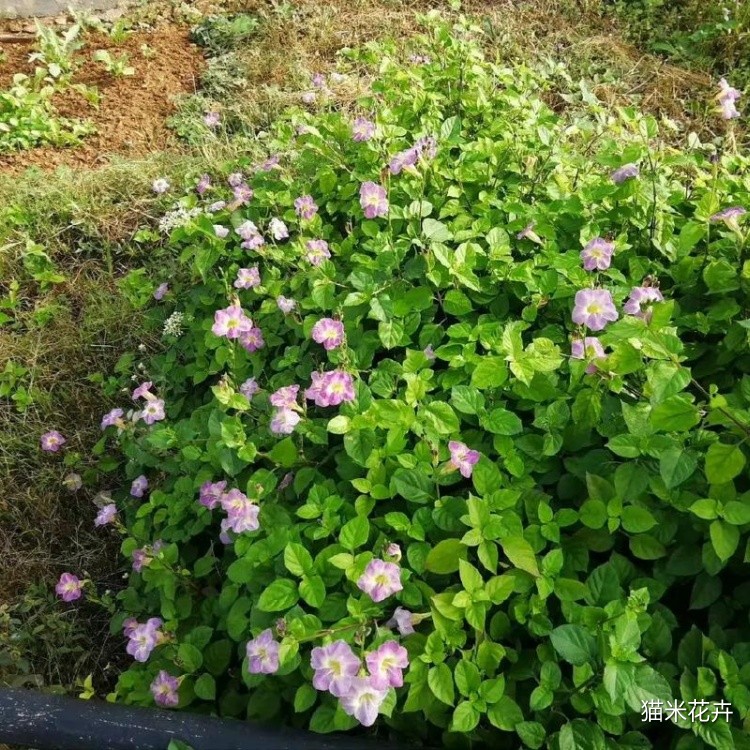 宽叶花叶十万错花 (6).jpg