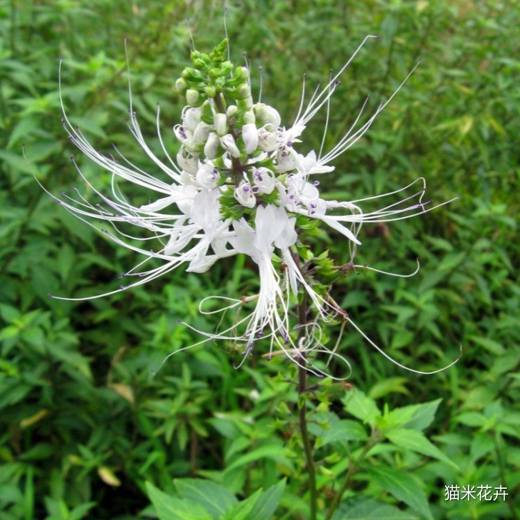 花叶猫须草 (1).jpg