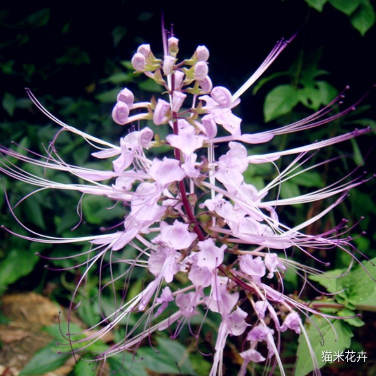 紫花猫须草 (8).jpg