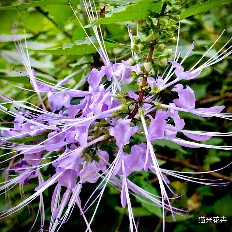 紫花猫须草 (11).jpg