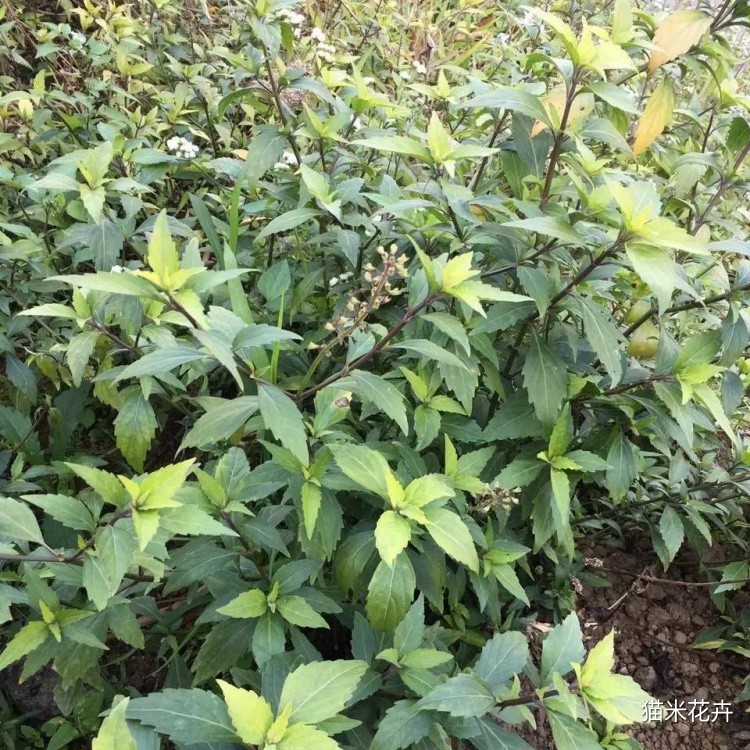 紫花猫须草 (2).jpg