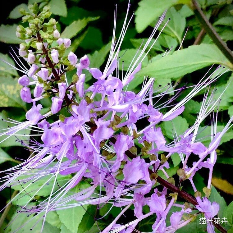 紫花猫须草 (3).jpg
