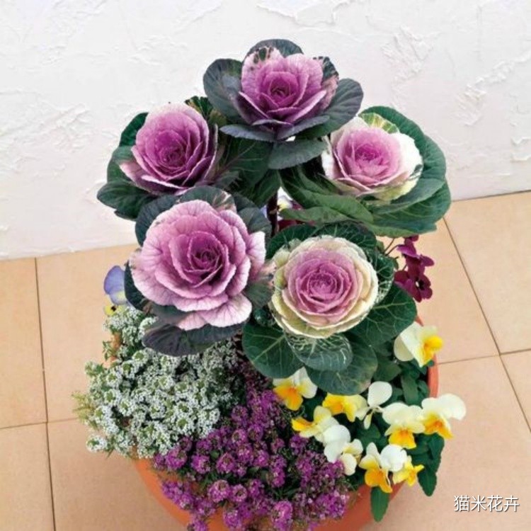 玫瑰甘蓝 (2).jpg