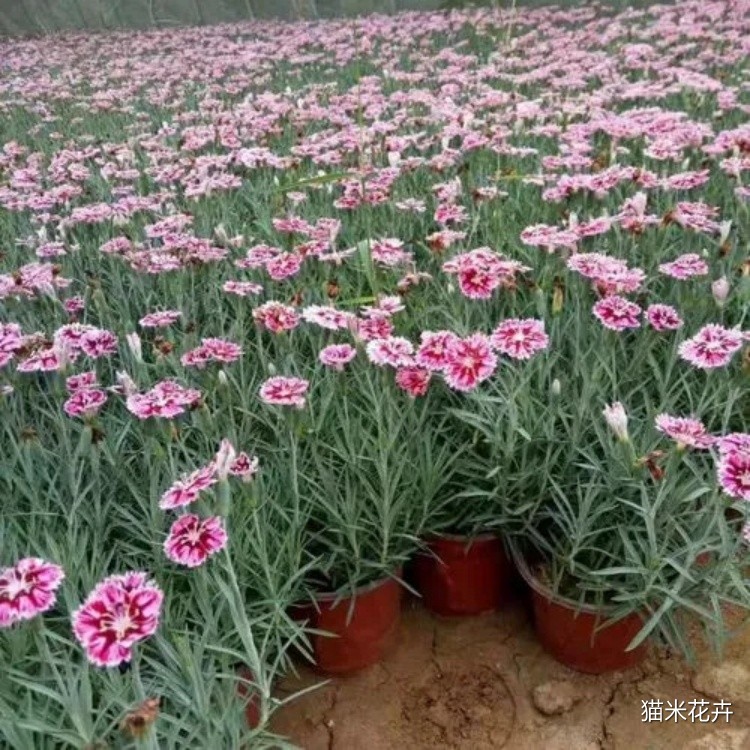 彩虹石竹 (2).jpg