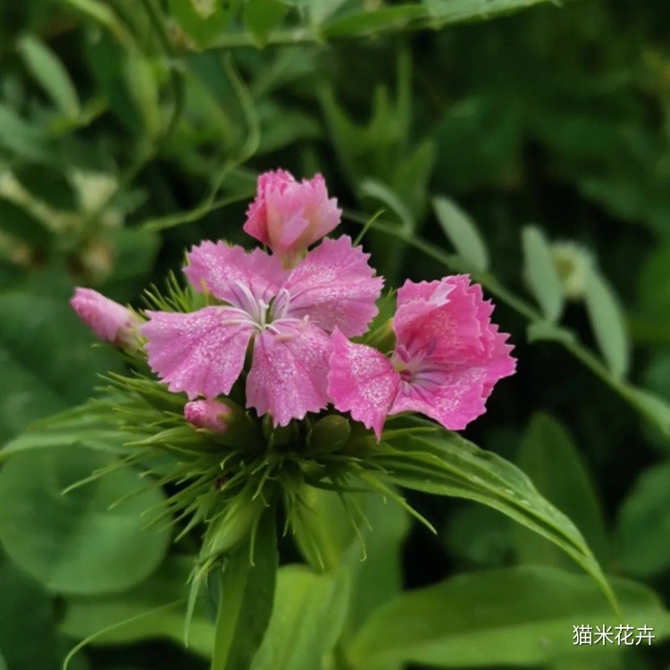 须苞石竹 (1).jpg