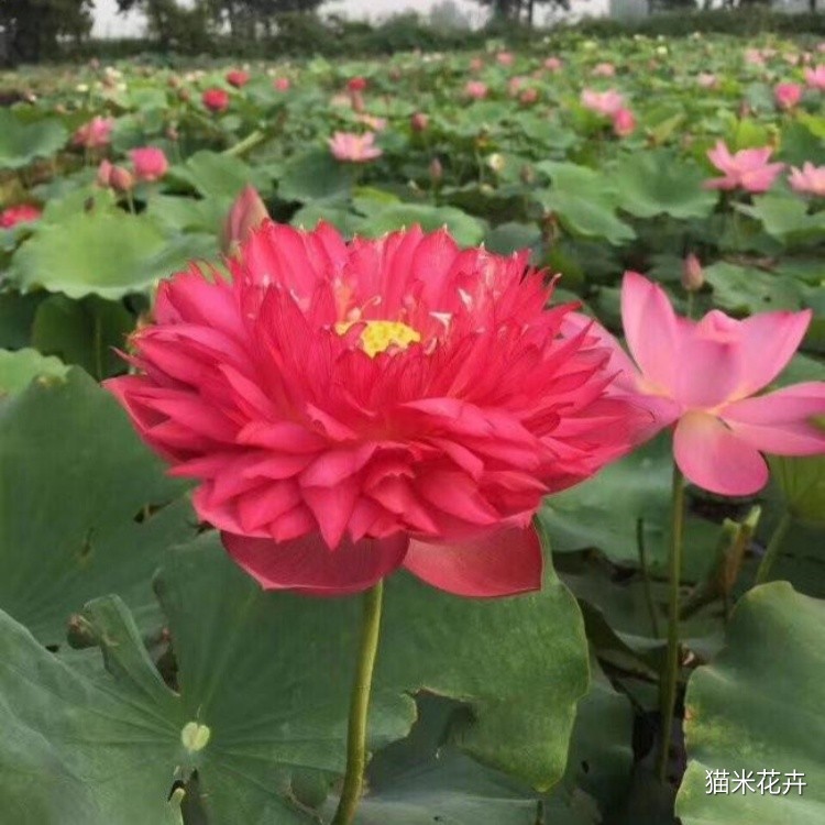 进口精品荷花 (13).jpg