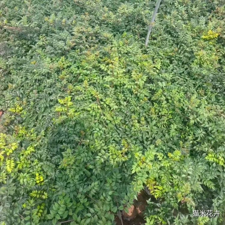 凌霄 (9).jpg