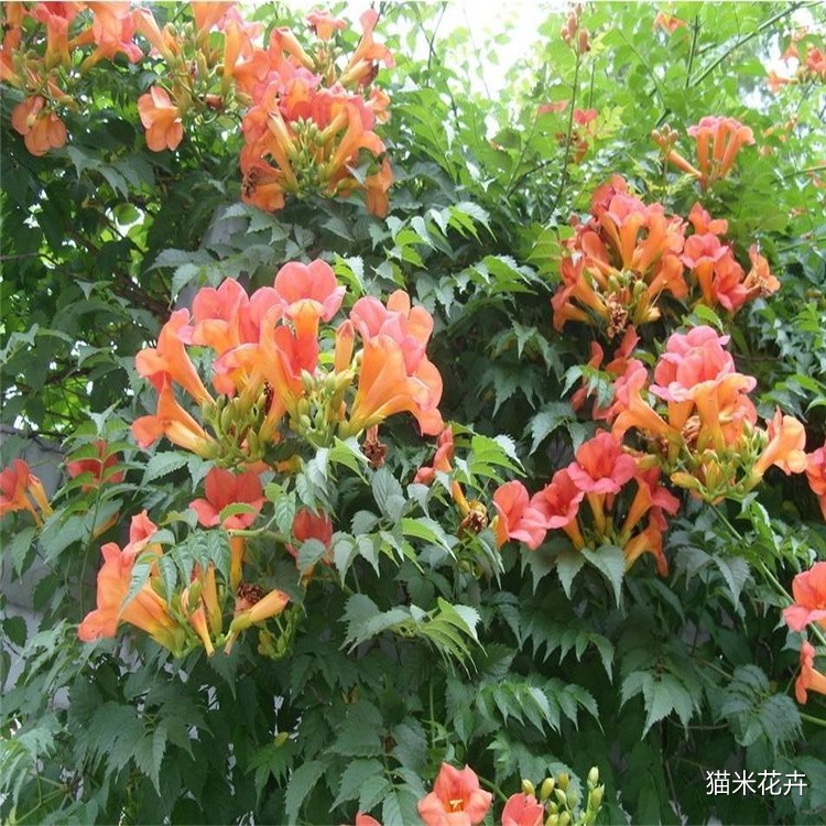 凌霄 (12).jpg