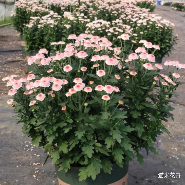 珠玉之卵 (1).jpg