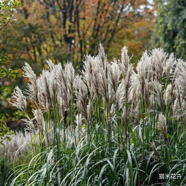 荻草 (6).jpg