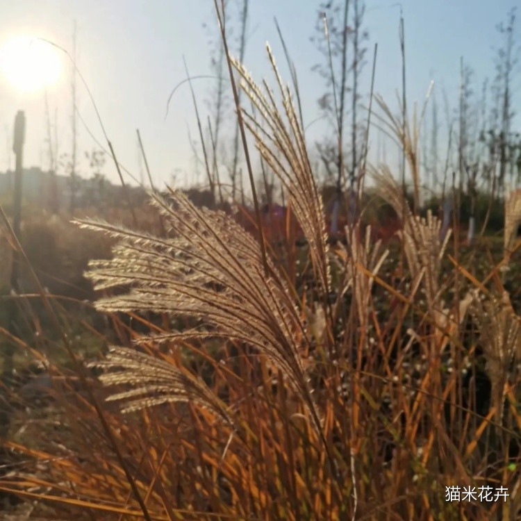 荻草 (2).jpg