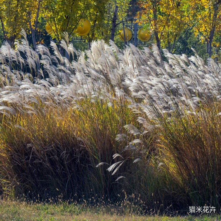 荻草 (4).jpg