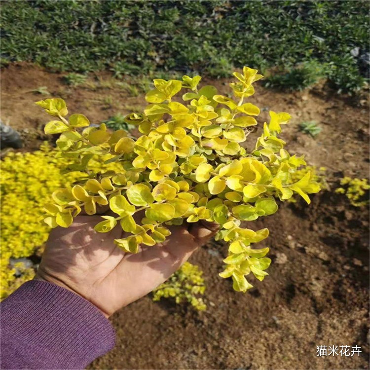 金叶过路黄 金钱草(10).jpg