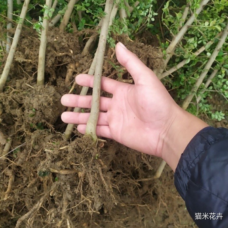 微信图片_20240308164324.jpg